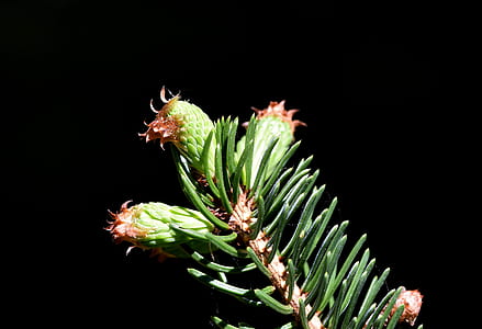 red and green plant thumbnail