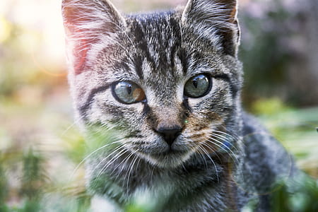 Close-Up Photography of A Tabby Cat thumbnail