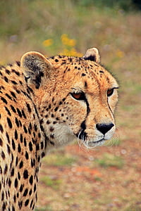 leopard looking his right thumbnail
