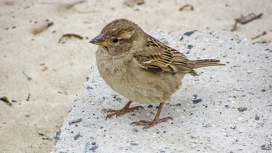 selective focus photography of brown sparrow thumbnail