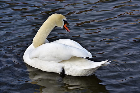 white Goose floating on water thumbnail