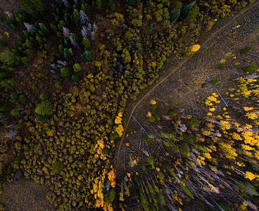 aerial photography of yellow and green forest at daytime thumbnail