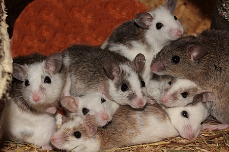 group of black-and-white animals thumbnail