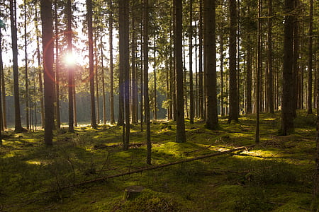 brown trees during daytime thumbnail