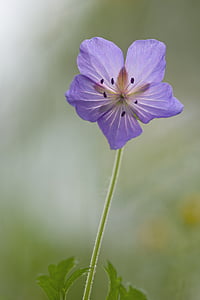 purple petaled flower in bloom close up photo thumbnail