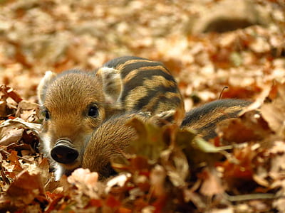 brown animal on dry leaves thumbnail