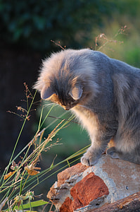 short-fur kitten sitting on brown surface thumbnail