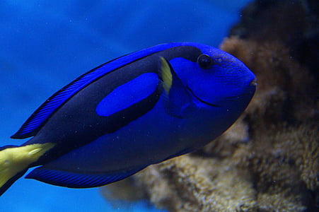 blue tang fish thumbnail