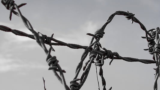 grayscale photo of barb wire thumbnail