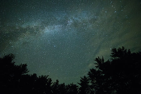 trees during night thumbnail