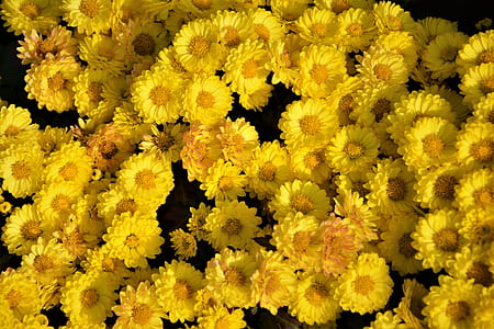close-up photo of yellow petaled flowers thumbnail