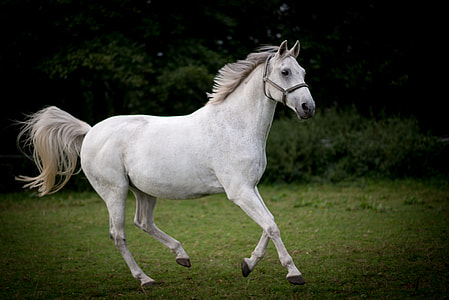 white running horse on field during daytime thumbnail