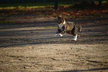 brown and white cat jumping on brown soil thumbnail