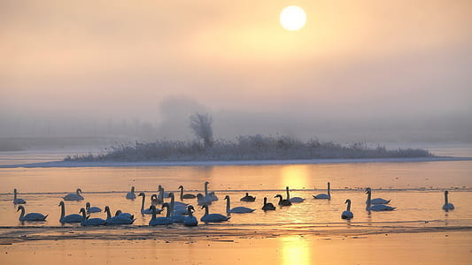 swan on body of water during sunset thumbnail