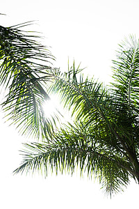 two coconut trees thumbnail