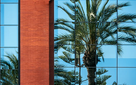green pine tree near curtain wall building thumbnail