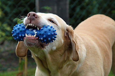 adult brown dog biting blue toy thumbnail