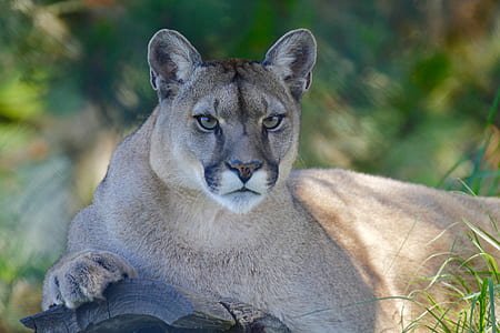 mountain lion photo during daytime thumbnail