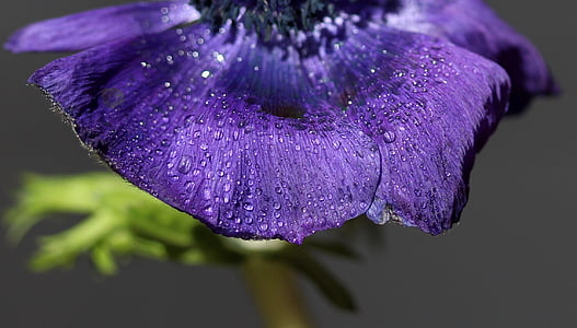 closeup photo of purple petaled flower thumbnail