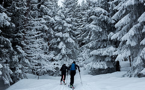 two persons ice skiing near to forest covered by snow thumbnail
