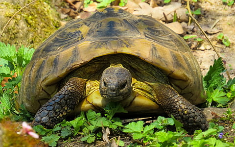 brown turtle beside green leafed plant thumbnail