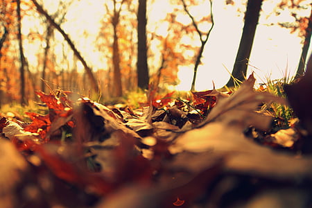 close-up photograph of autumn leaves thumbnail