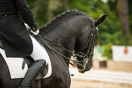 selective focus photography of person riding black horse at daytime thumbnail