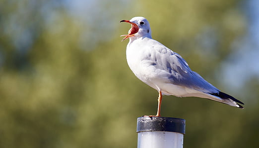 white and black bird in shallow focus photography thumbnail