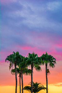 low angle photography of palm trees under blue and red sky thumbnail