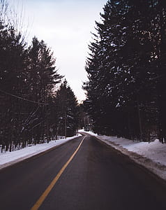 empty road between pine trees thumbnail