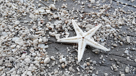 white star fish thumbnail