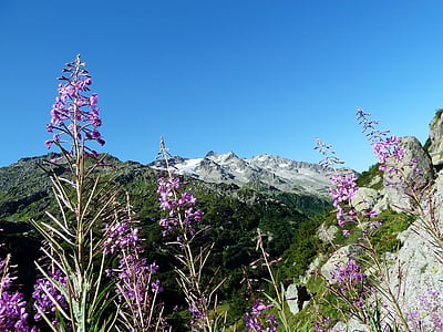 purple flowers during daytime thumbnail