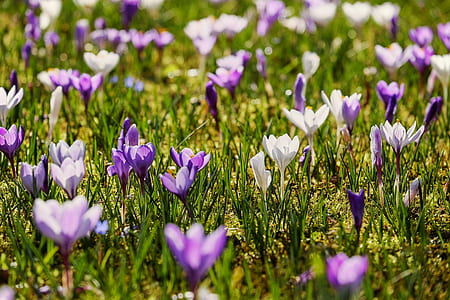 purple and white crocus field thumbnail