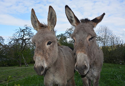 two brown donkeys thumbnail