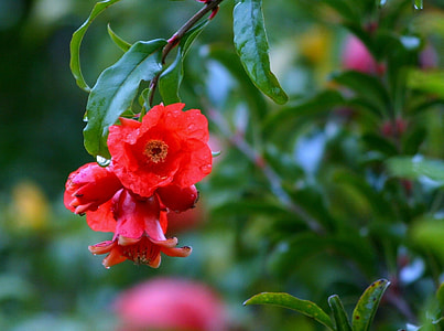 Flowers, Pomegranates thumbnail