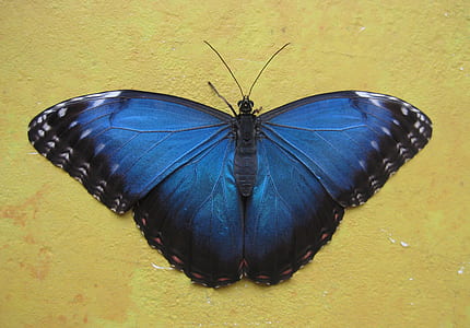 Ulysses butterfly on wall thumbnail