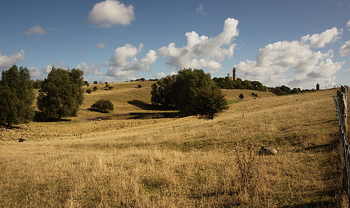 landscape photography of trees during day time thumbnail