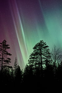 silhouette of tree under aurora lights thumbnail