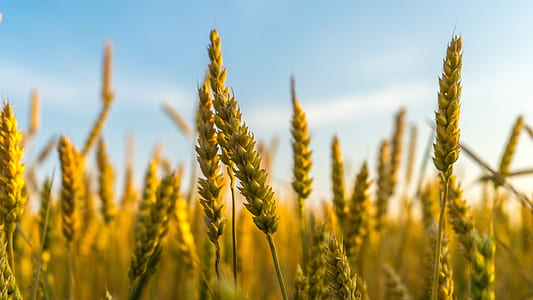 shallow focus photography of green rice grains thumbnail