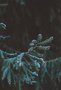 closeup photo of pine tree thumbnail