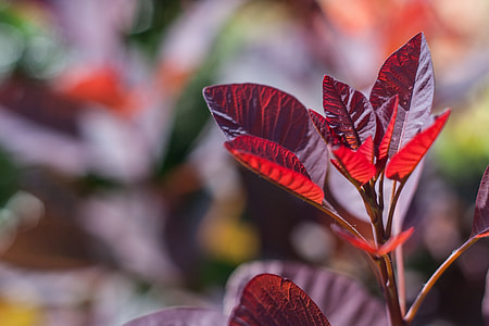 Close-up photograph of a smoke bush in the light thumbnail