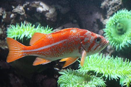 orange and gray oscar fish thumbnail