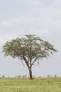 green leafed tree on wide field thumbnail