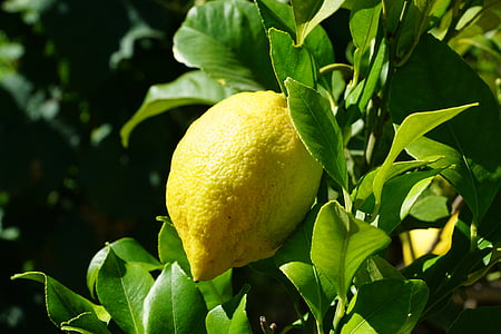 macro photography of yellow fruit thumbnail