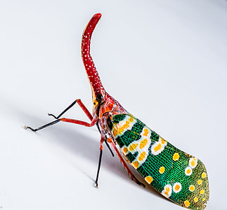 Canthigaster Cicada, Fulgoromorpha thumbnail
