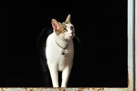 white cat standing on window thumbnail