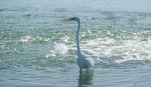 white bird on body of water thumbnail