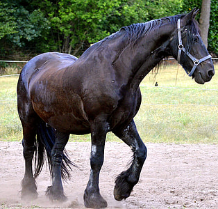 photo of black stallion on field thumbnail