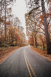 photography of empty street between tall trees thumbnail