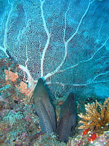 two black fish underwater thumbnail